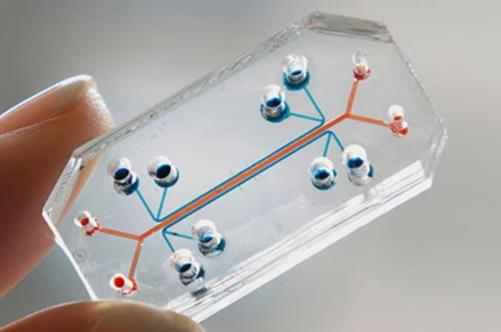 1734488132653772.jpg 器官芯片.jpg